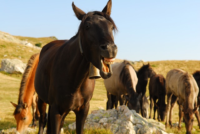 smiling horse