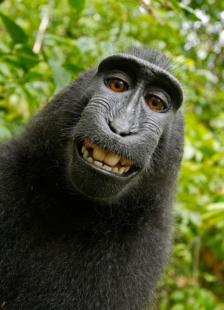 smiling ape