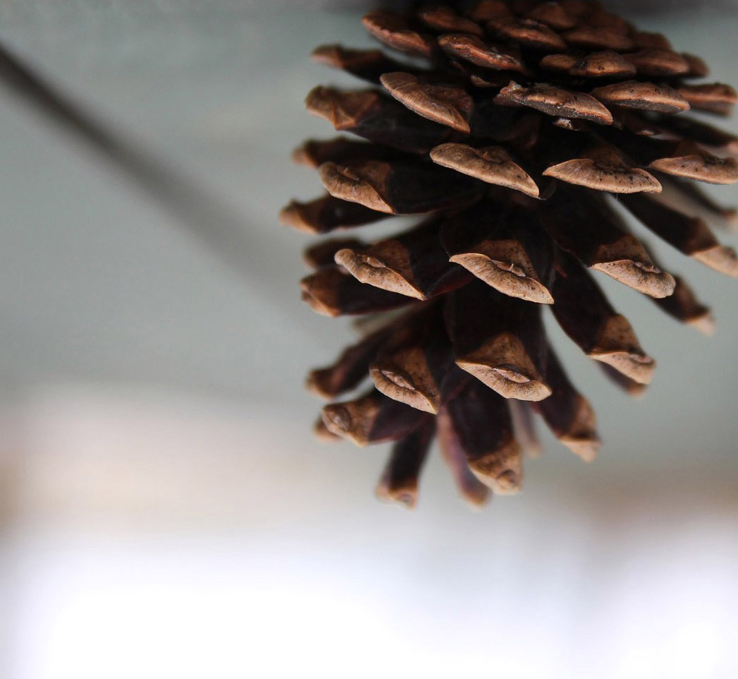 pinecone